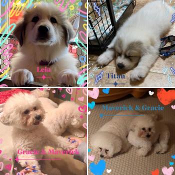Grace, Bichón