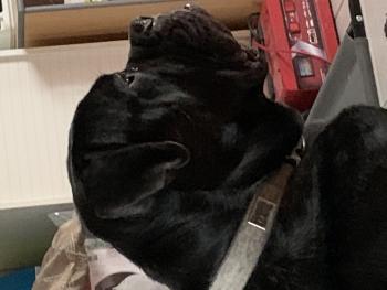 Patou, Cane Corso