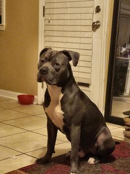 Andre 3k, American Staffordshire Terrier