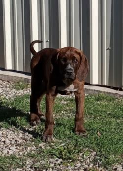 Boomer-Tay, Mastiff