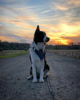 Koda, Pastor Australiano