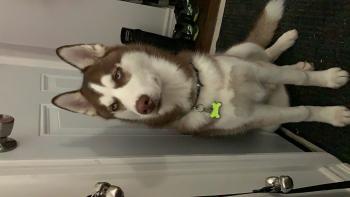 Onyx, Husky Siberiano