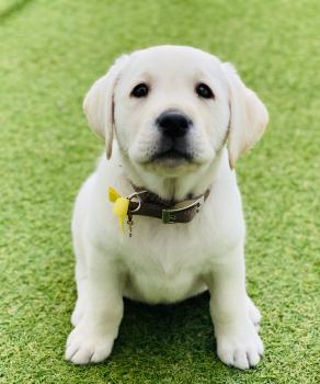 Nala, Labrador Retriever
