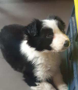 Jinbi, Border Collie