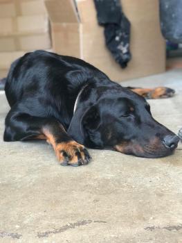 Natsu, Beauceron