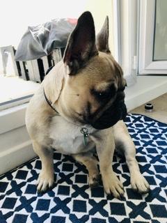 poppy, Bulldog Francés