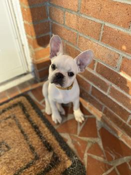Hank, Bulldog Francés