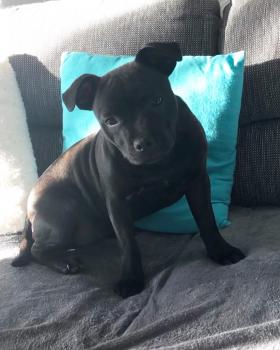 Alita, Staffordshire Bull Terrier