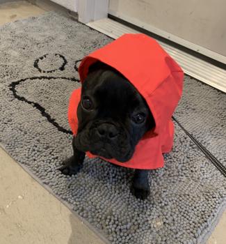 Gizmo, Bulldog Francés