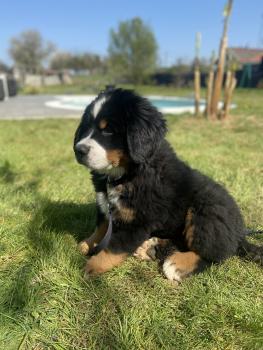 Ruben, Boyero De Berna