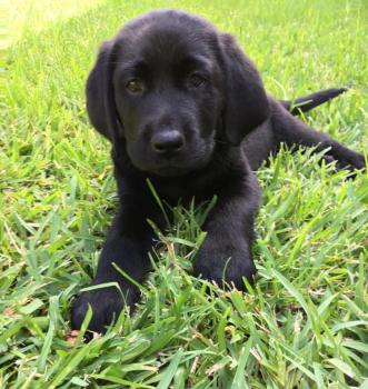 Leo, Labrador Retriever
