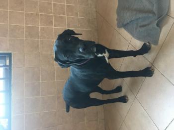 Pépite, Cane Corso