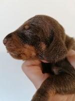 Rilo, Dachshund (Pelo Largo)