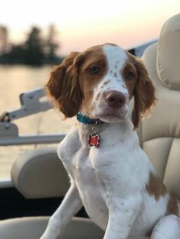 Blaze, Brittany Spaniel 