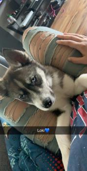 Loki, Husky Siberiano