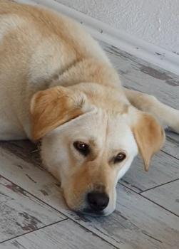 Lucy, Labrador Retriever