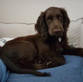 Fudge, Cocker Spaniel