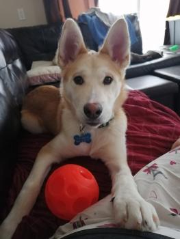 Ti-Lou, Siberian Husky