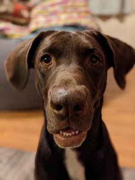 Zaja, Labrador Retriever