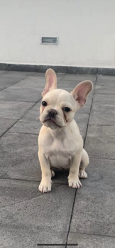 Madi, Bulldog Francés