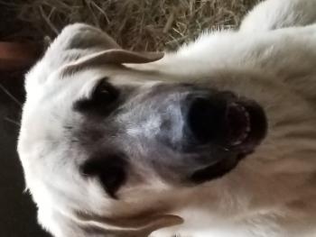 Diamond Acres Tilly, Pastor De Anatolia