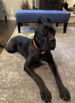 Gin, Cane Corso