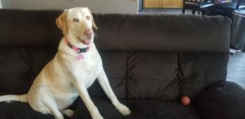 Sandy, Labrador Retriever