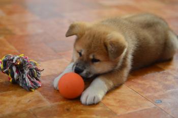 Nikita, Akita Inu