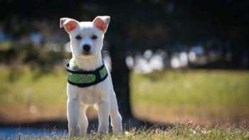 Gracie-Gray, Akita Japonés