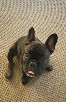 Porky, Bulldog Francés