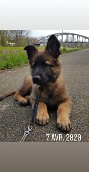 Saïko, Perro Pastor Alemán