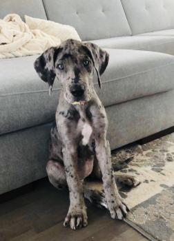 Nala, Dogue Allemand
