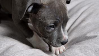 Ruby, American Staffordshire Terrier