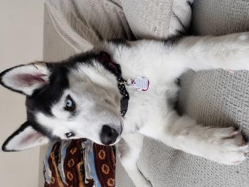 Mika, Husky Siberiano