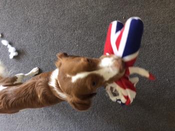 Emberly, Brittany Spaniel 