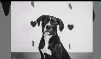 Gracie x breed, Cane Corso