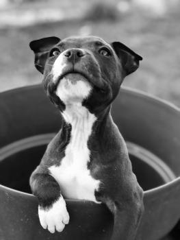 R-Lyne, Staffordshire Bull Terrier
