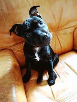 Païka, Staffordshire Bull Terrier