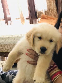 Dollar, Golden Retriever