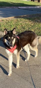 Dakota, Husky Siberiano