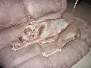 Sami, Braco De Weimar (De Pelo Corto - Suave)