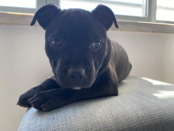 Leia, Staffordshire Bull Terrier