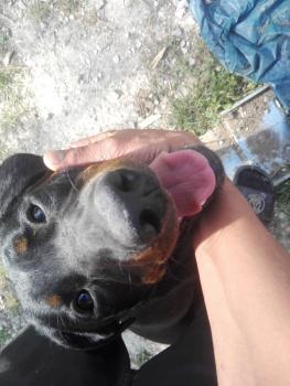Patate, Beauceron