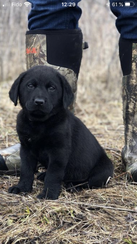 Léa, Labrador Retriever