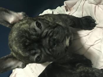 Spartacus, Bouledogue Français