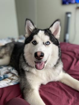 Kira, Siberian Husky