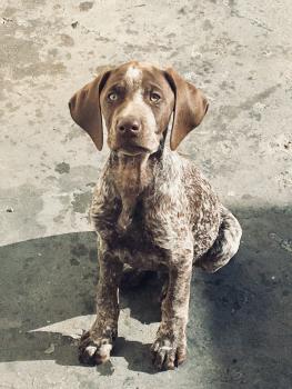 Ralf, Braco Alemán De Pelo Corto