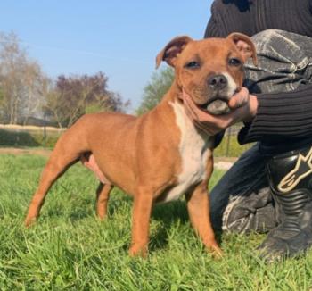 Patton, Staffordshire Bull Terrier
