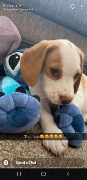 Louis, Beagle