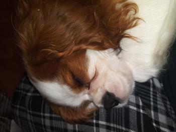 Huck, Cavalier King Charles Spaniel